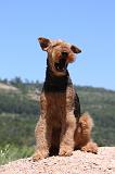 AIREDALE TERRIER 279